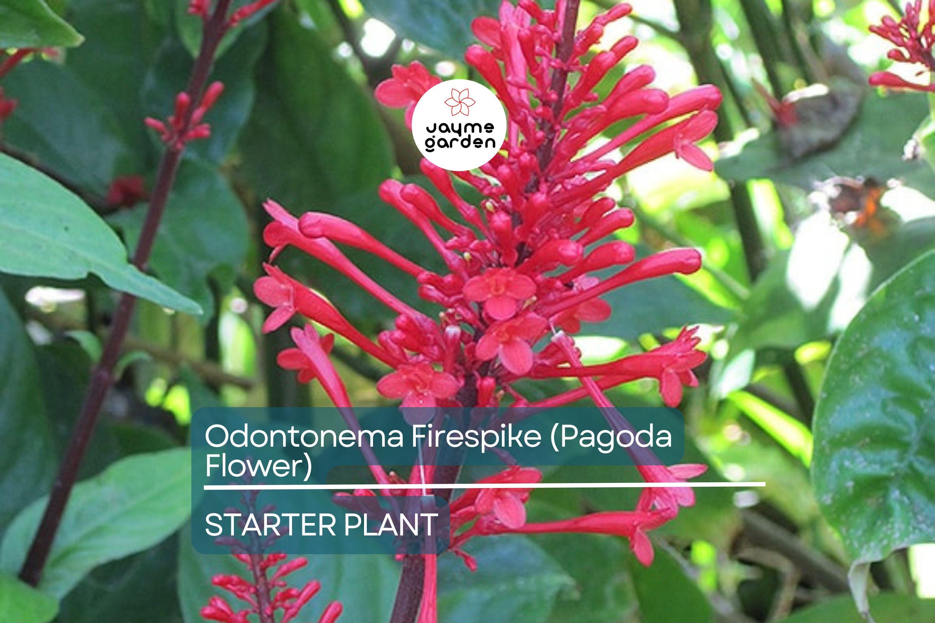 Odontonema Firespike (Pagoda Flower) | Odontonema strictum Live Plant | Vibrant Red Blooms | Butterfly & Hummingbird Magnet