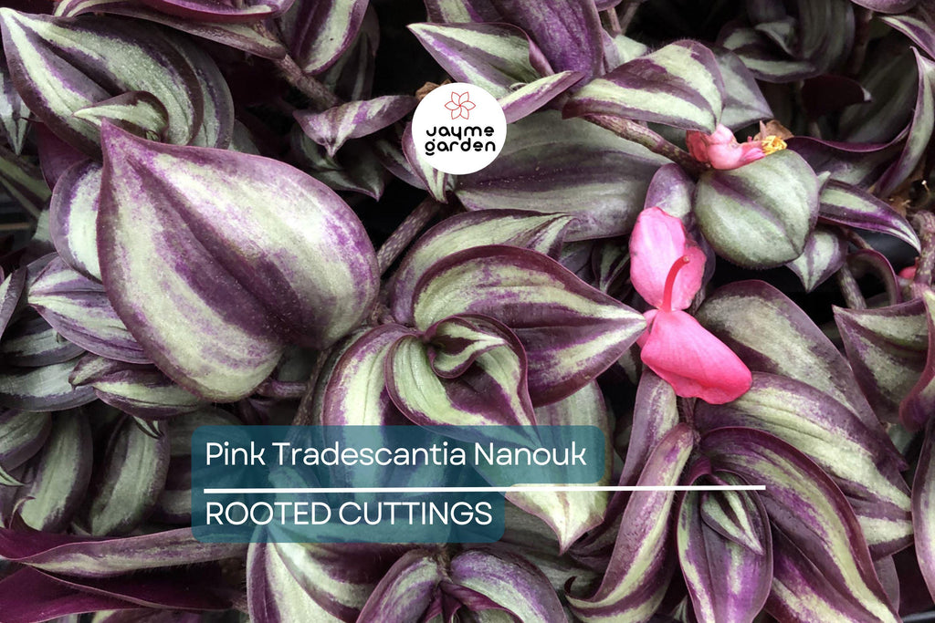 12 Fully Rooted Wandering Jew Cuttings | Tradescantia Zebrina | Healthy, Vibrant & Guaranteed to Grow | Indoor/Outdoor Houseplants