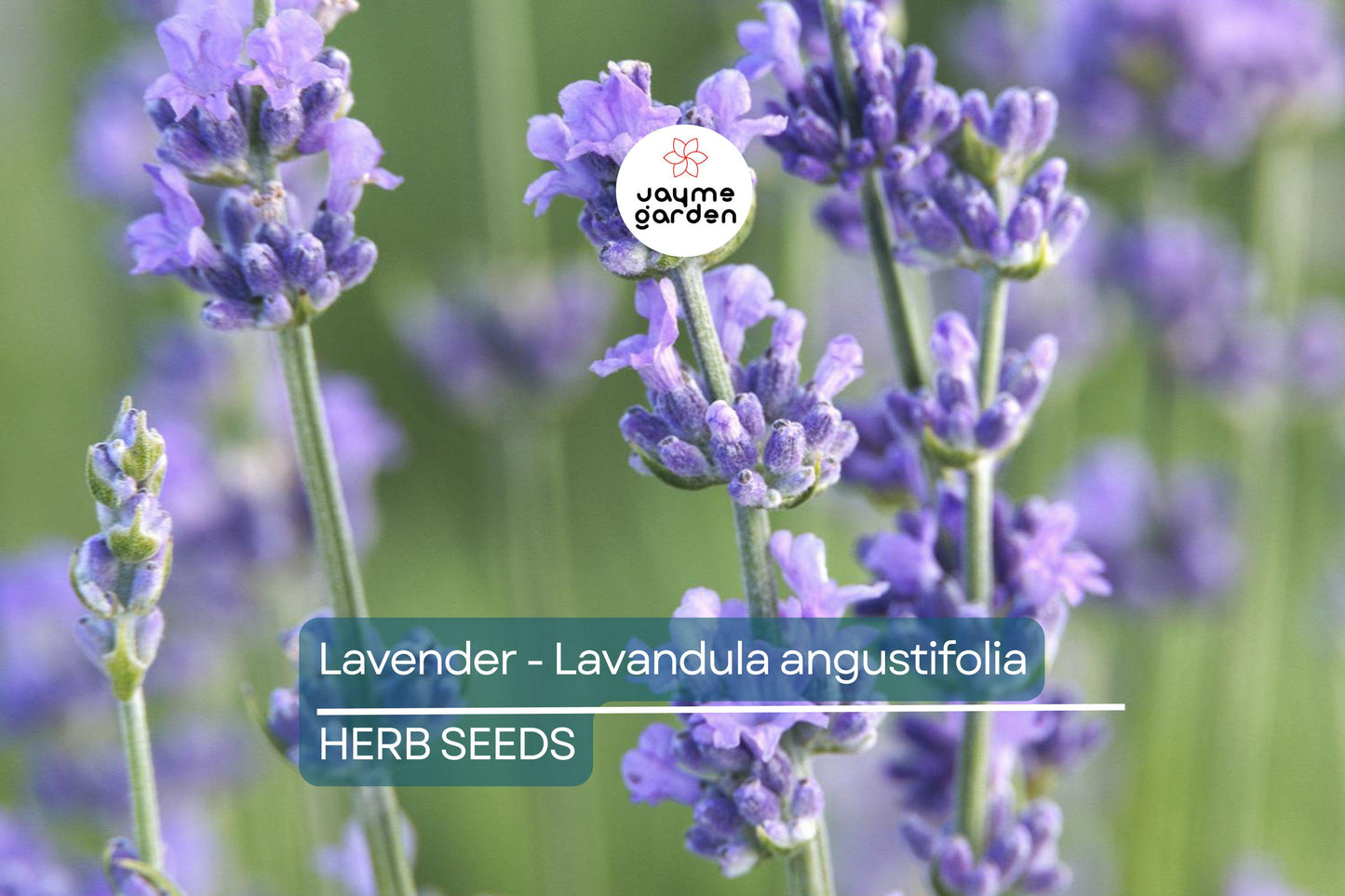 700 True Lavender Seeds – Non-GMO Lavandula angustifolia, Fragrant, Free Shipping