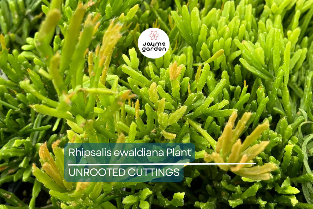 Rhipsalis ewaldiana - Rare Mistletoe Cactus Starter Plant, 3 1/4" Pot, Well-Rooted Cutting, Unique Jungle Cactus from Brazil