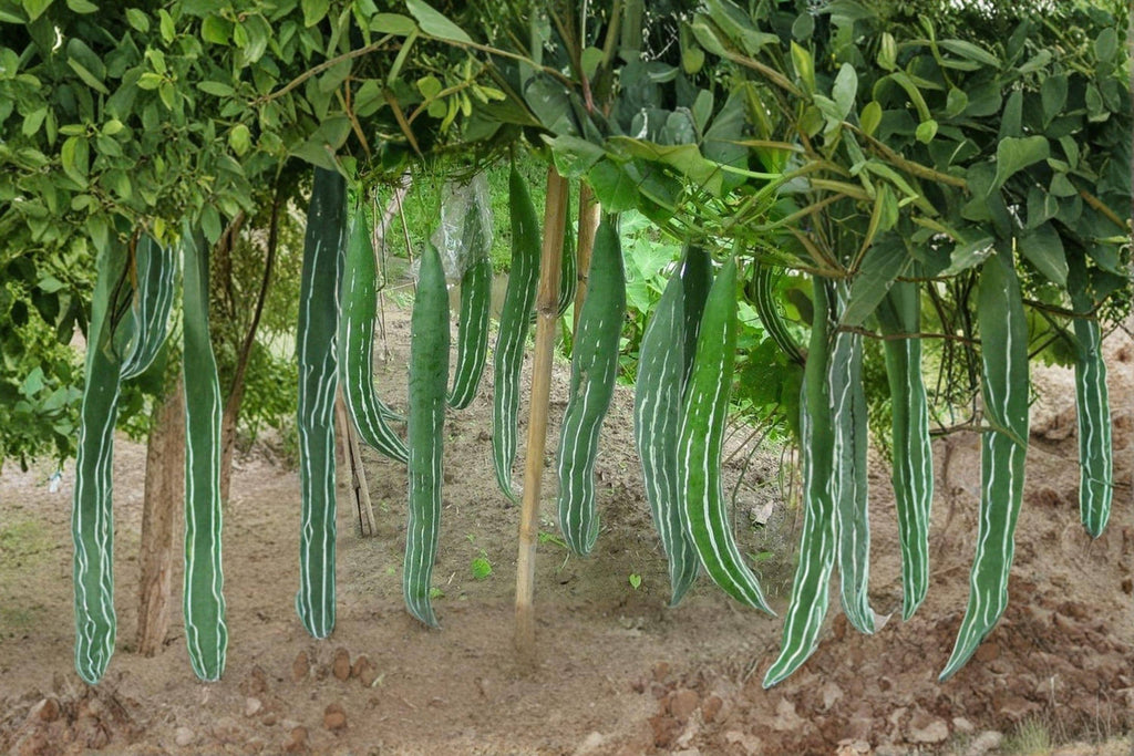 Snake Gourd/Lagenaria siceraria – 10 Seeds | Edible & Ornamental Gourd | Extra-Long Curved Fruits | Traditional Asian Vegetable