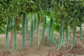 Snake Gourd/Lagenaria siceraria – 10 Seeds | Edible & Ornamental Gourd | Extra-Long Curved Fruits | Traditional Asian Vegetable