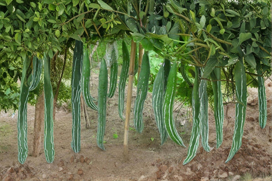 Snake Gourd/Lagenaria siceraria – 10 Seeds | Edible & Ornamental Gourd | Extra-Long Curved Fruits | Traditional Asian Vegetable