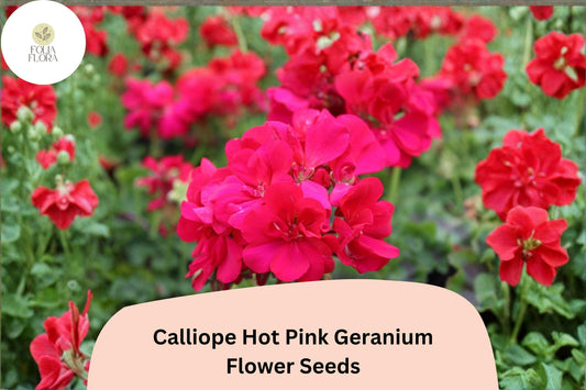 25+ Calliope Hot Pink Geranium Seeds | Vibrant Pink Hybrid Zonal Ivy Geranium | Garden & Hanging Basket Flower