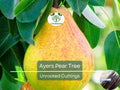 3 Ayers Pear Fruit Tree Scion Unrooted Cutting for Rooting or Grafting | Pyrus Communis | Hardy Pear Tree for Garden & Orchard