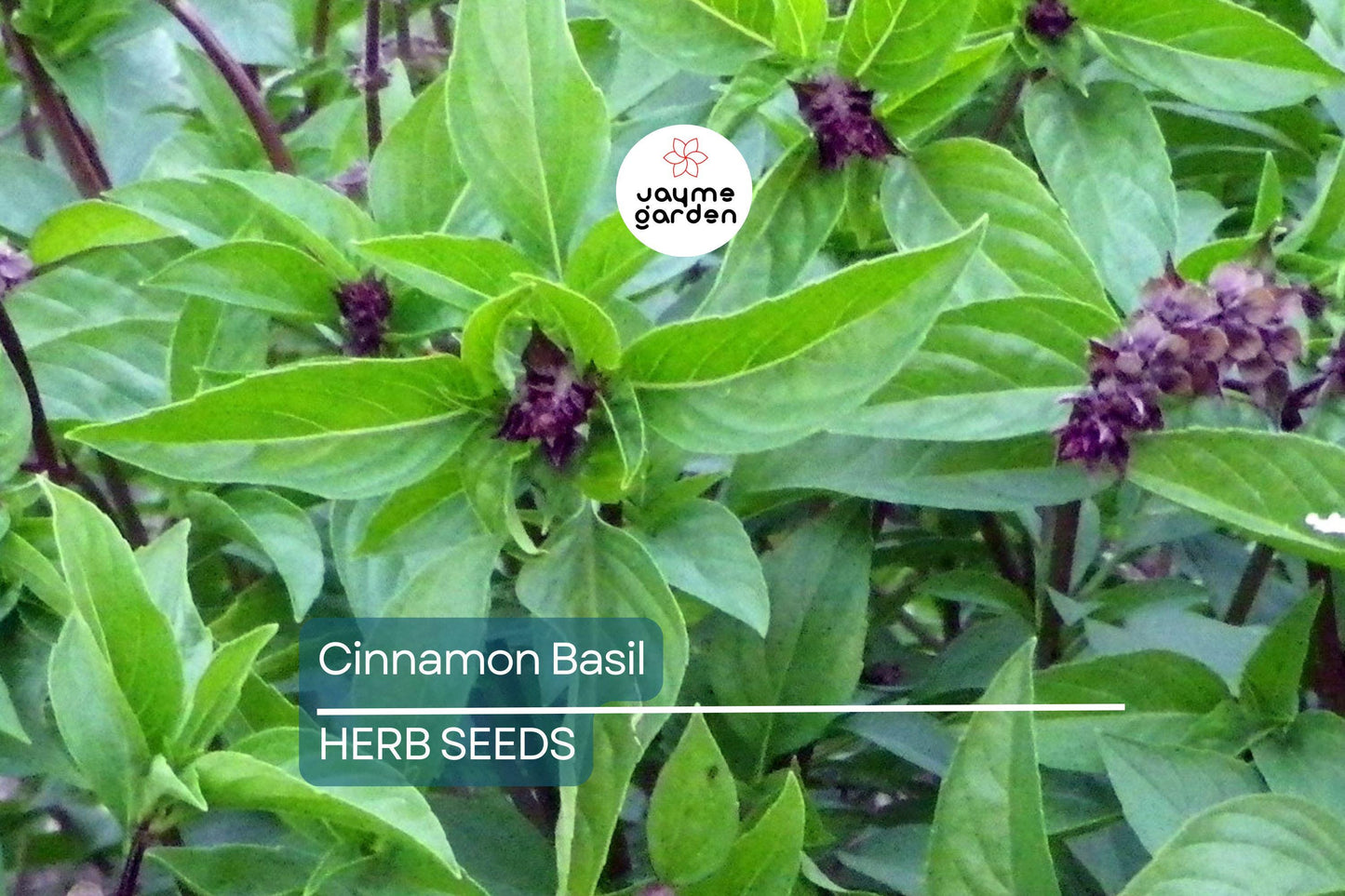 1000 Cinnamon Basil Seeds - Ocimum Basilicum, Herb, Non-GMO, Aromatic & Flavorful
