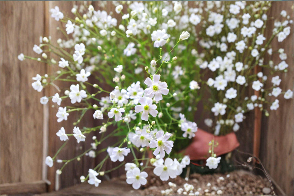 Baby’s Breath – Gypsophila elegans 100 Seeds | Covent Garden White | Delicate Annual Blooms | Cut Flower Favorite
