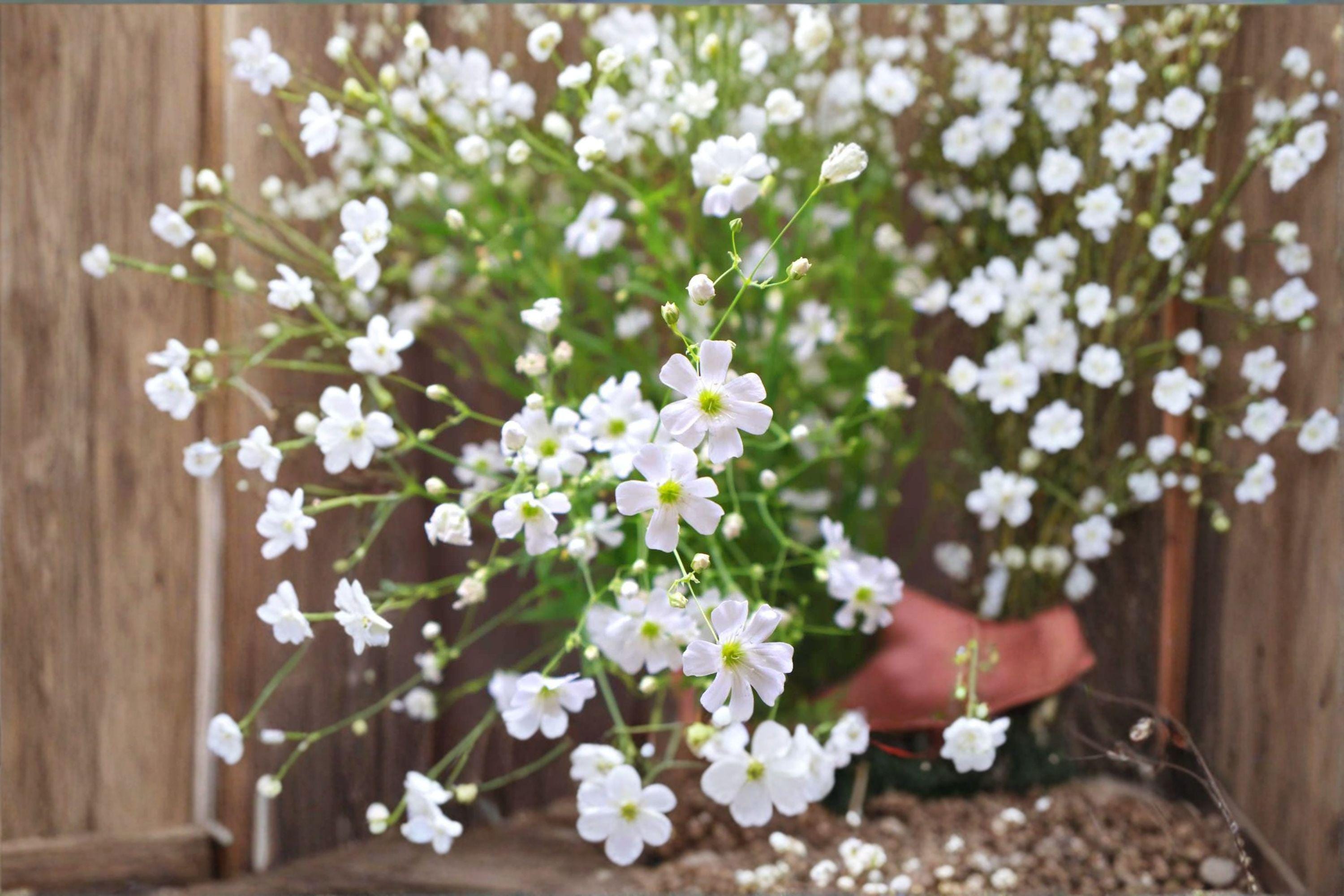 Baby’s Breath – Gypsophila elegans 100 Seeds | Covent Garden White | Delicate Annual Blooms | Cut Flower Favorite