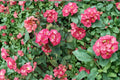 Crown of Thorns 1 Cutting 10" (Euphorbia milii) Thai Hybrid Pink Succulent