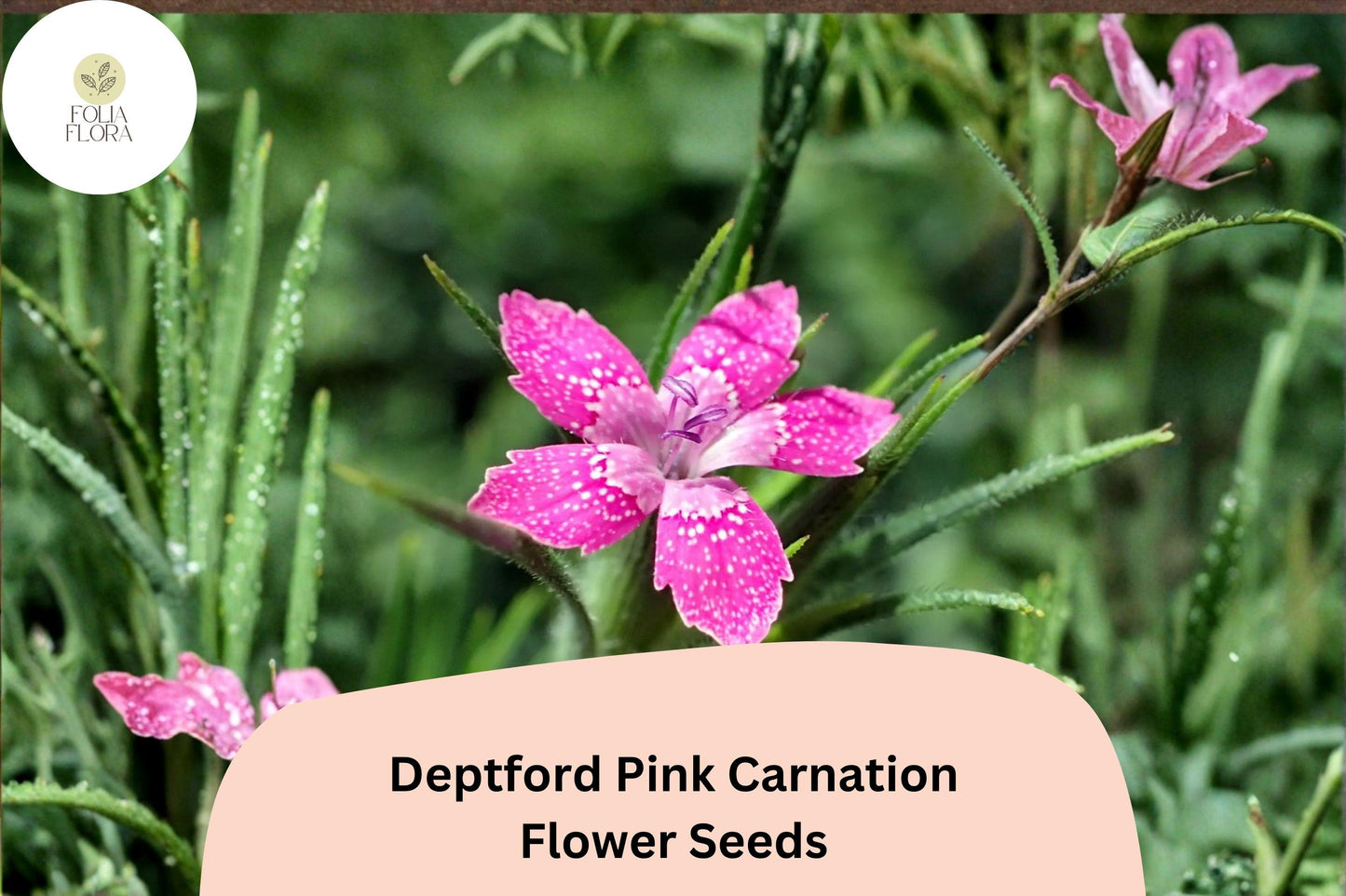 200+ Deptford Pink Carnation Seeds | Dianthus armeria | Bright Pink Blooms for Wildflower & Cottage Gardens