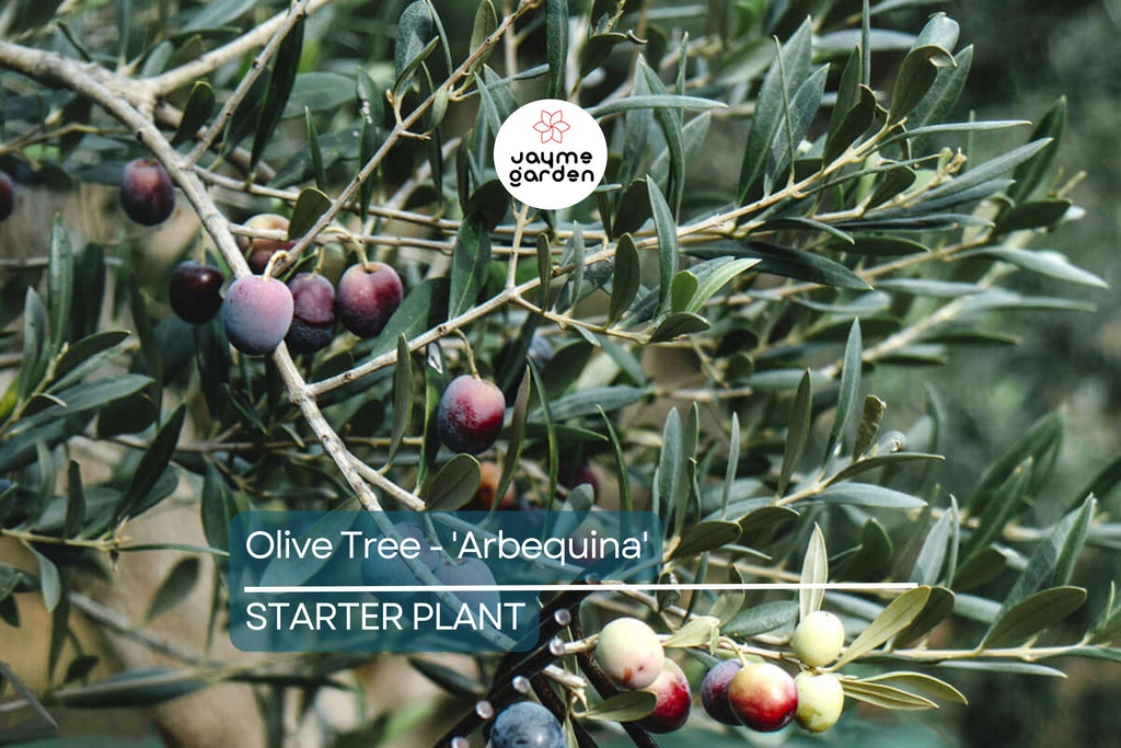 Arbequina Olive Tree (Olea europaea) – Live Plant Hardy Variety for Oils and Pickling Cold & Drought Tolerant 4”-8” Starter