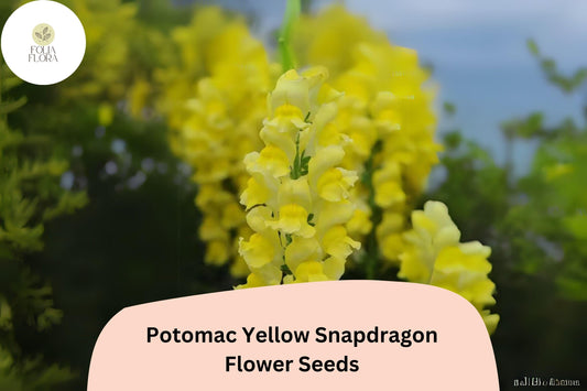 Antirrhinum majus Potomac Yellow Snapdragon Seeds – 1000+ Bright Yellow Blooms for Garden & Cut Flowers
