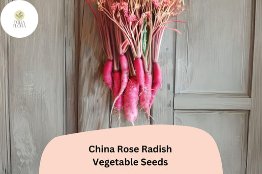 500+ China Rose Radish Seeds – Heirloom, Crisp & Spicy Winter Radish