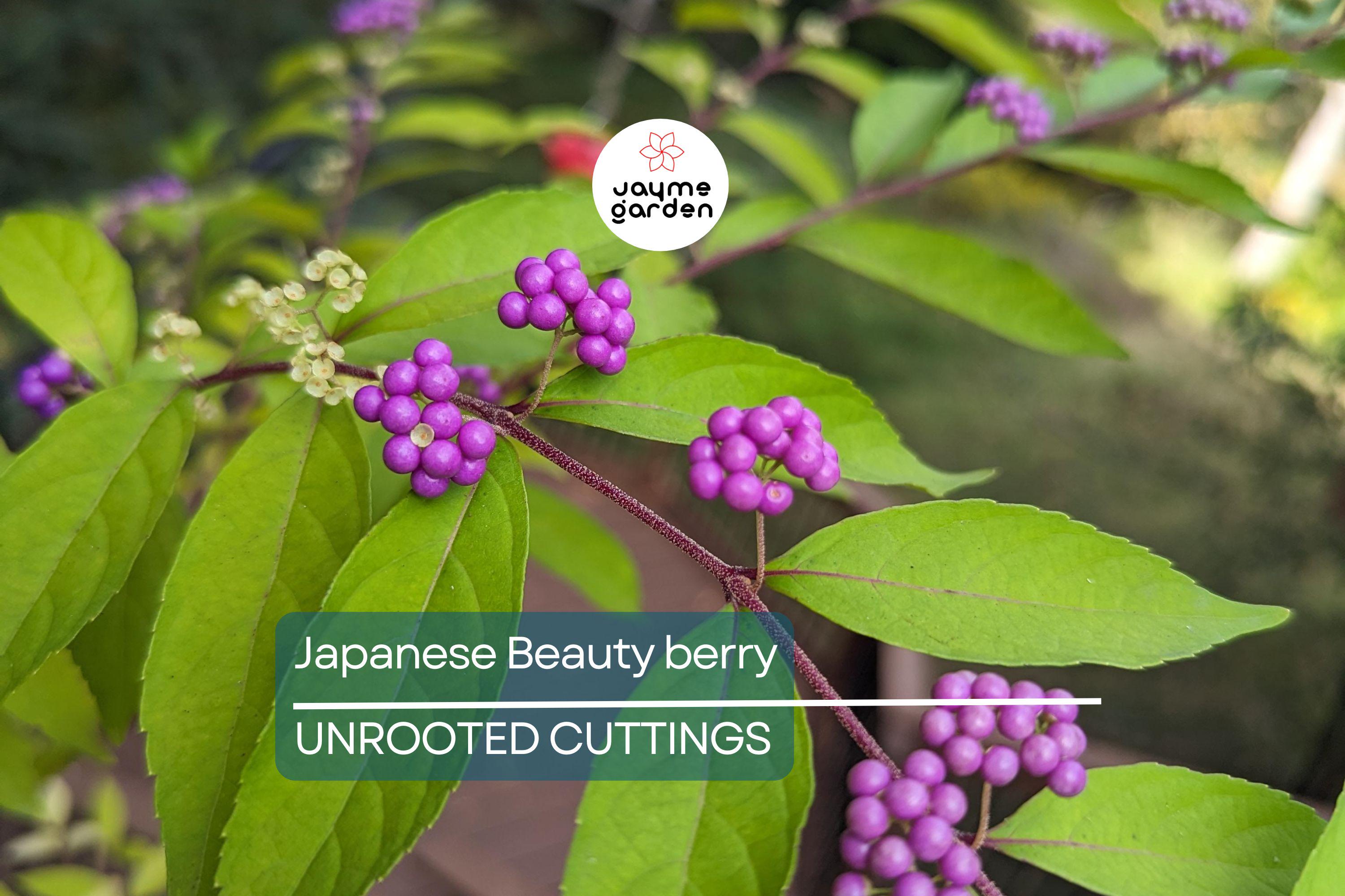 10 Organic Japanese Beautyberry Cuttings | 5-7” Edible Unrooted Plant | Vibrant Purple Berries |