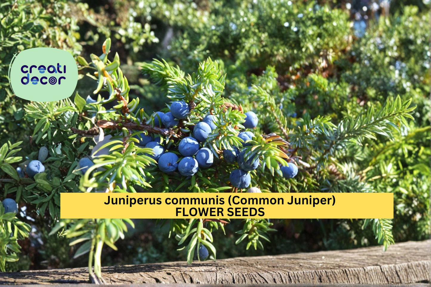 Juniperus communis Seeds Common Juniper 25 Count Evergreen Conifer Shrub Seeds Hardy Landscape Garden Plant