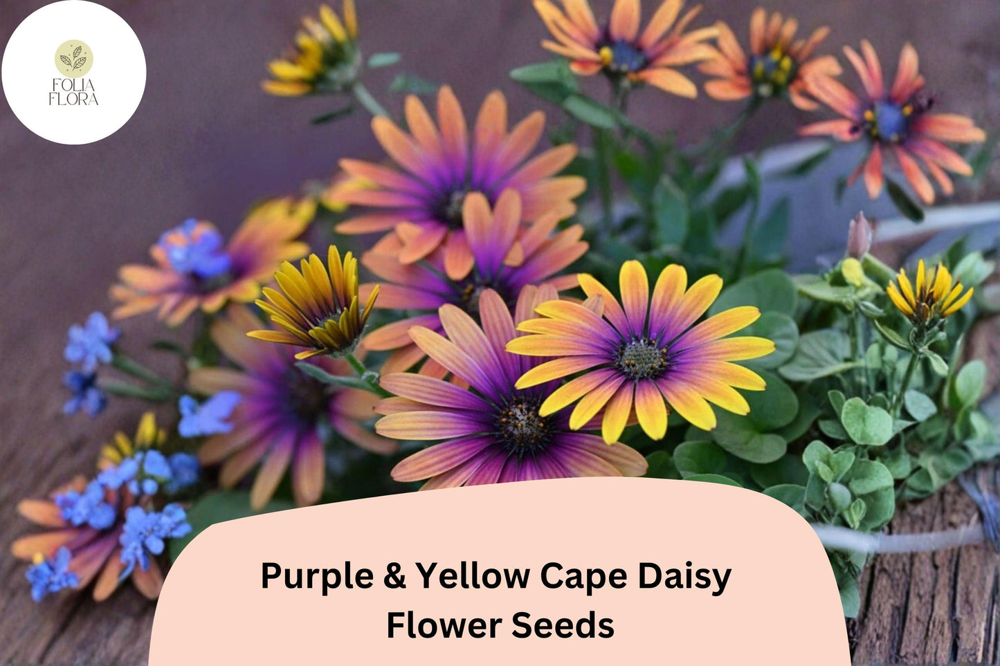200+ Purple & Yellow Cape Daisy Seeds | Osteospermum ecklonis | Bicolor Blooms | Easy-Grow Garden Flower Seeds