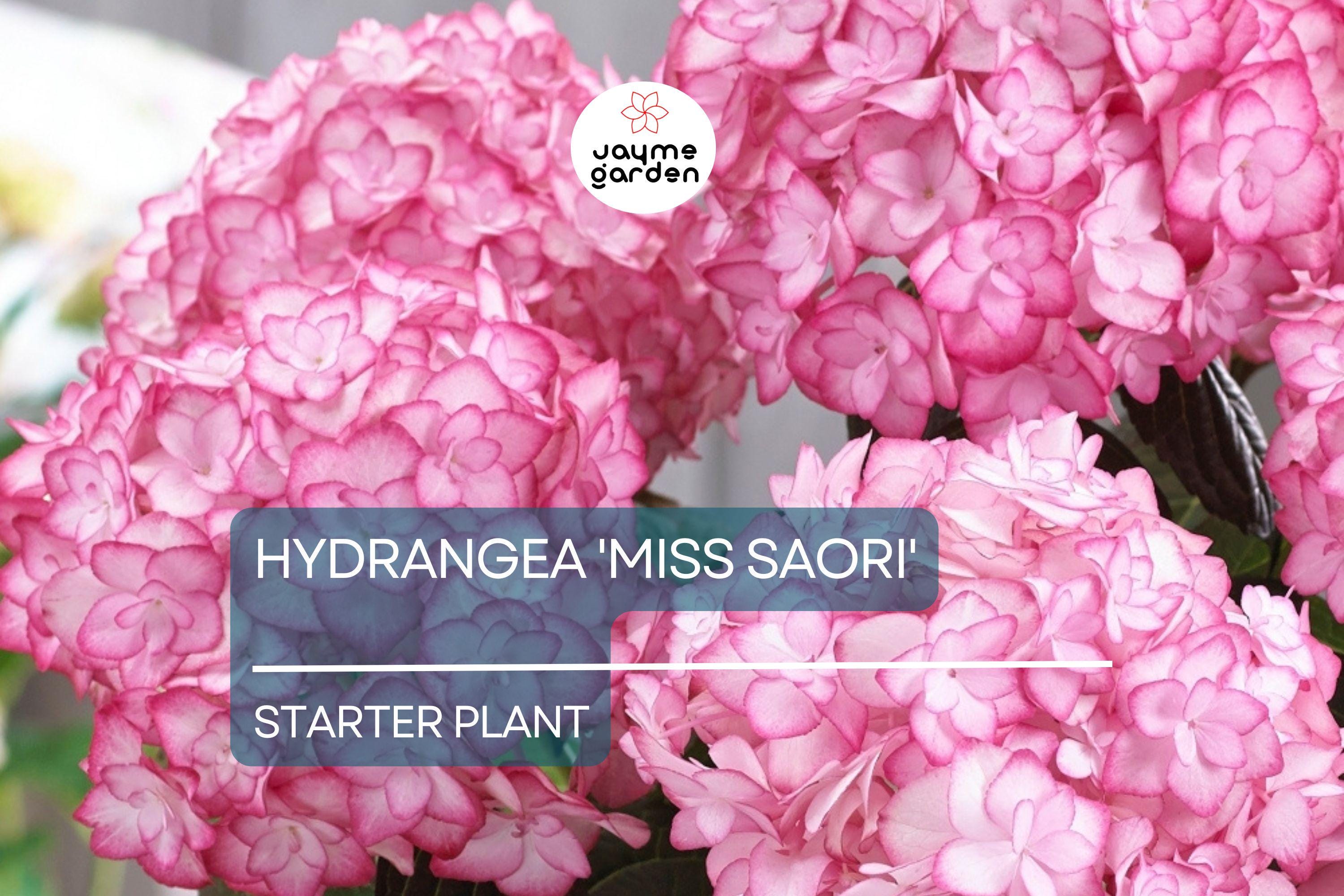 Hydrangea 'Miss Saori' | Live Starter Plant | Double-Petaled Flowers | Deciduous Shrub | Zones 5-9 | Dormant/ Cutback Plant