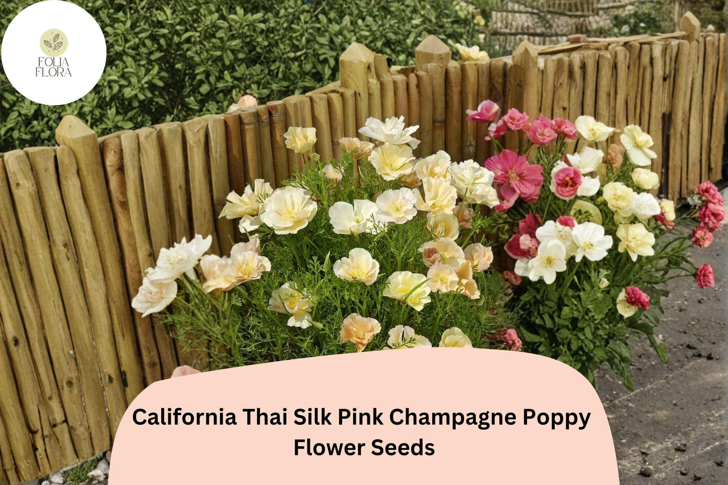 200+ California Thai Silk Pink Champagne Poppy Seeds for Garden Planting - Soft Pastel Wildflowers