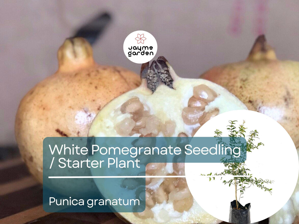 White Pomegranate Starter Plant (Punica granatum) - Live Fruit Tree 1′-2′ Tall - Unique, Sweet Pomegranate for Garden & Orchard