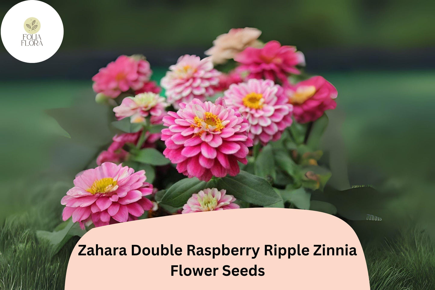 100+ Zahara Double Raspberry Ripple Zinnia Seeds – Pink & White Bi-Color Blooms for Garden Planting and Containers