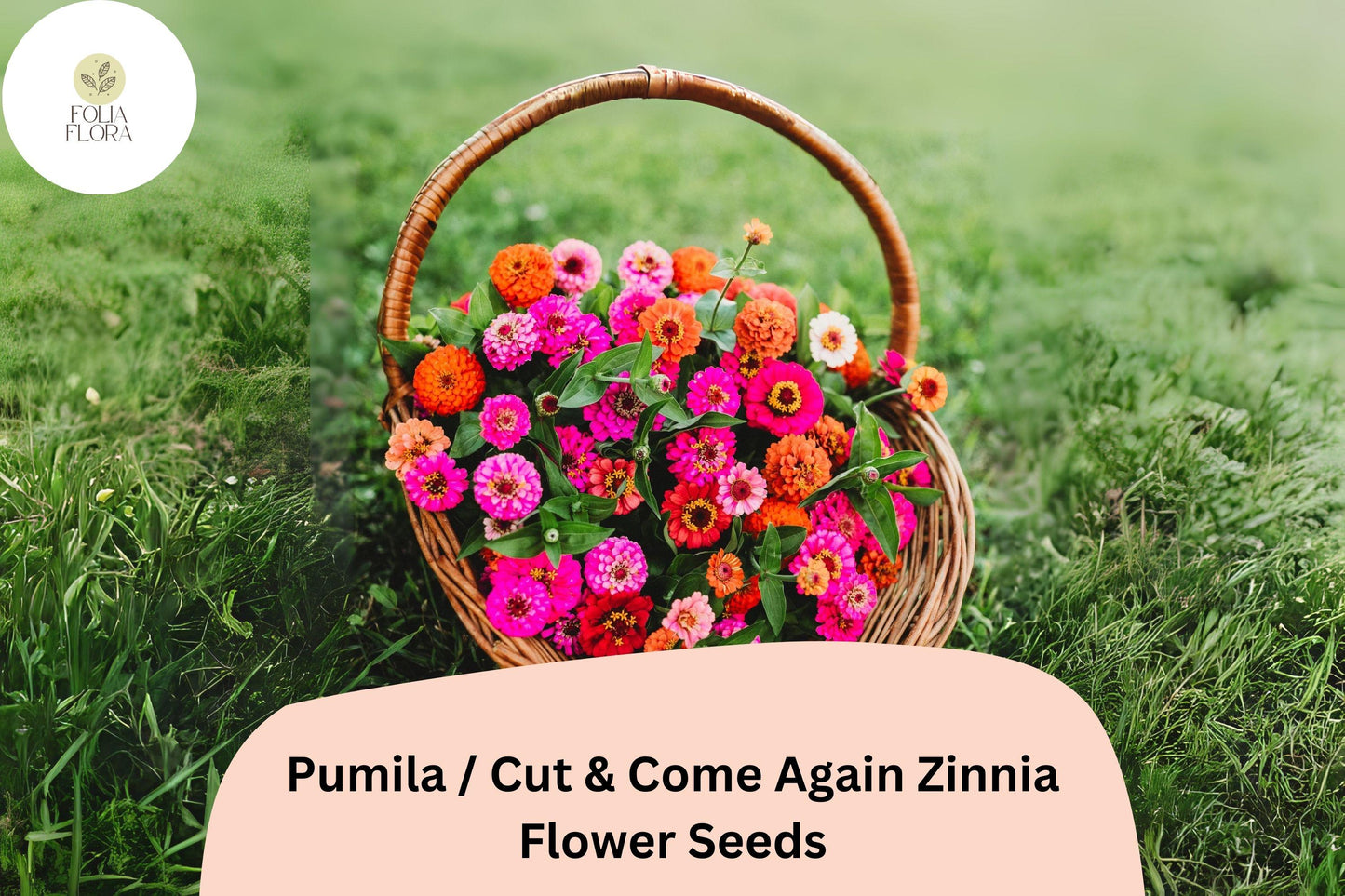 100+ Pumila Zinnia Seeds | Cut & Come Again Mix | Colorful Easy Annual Flowers | Pollinator Friendly Garden Blooms
