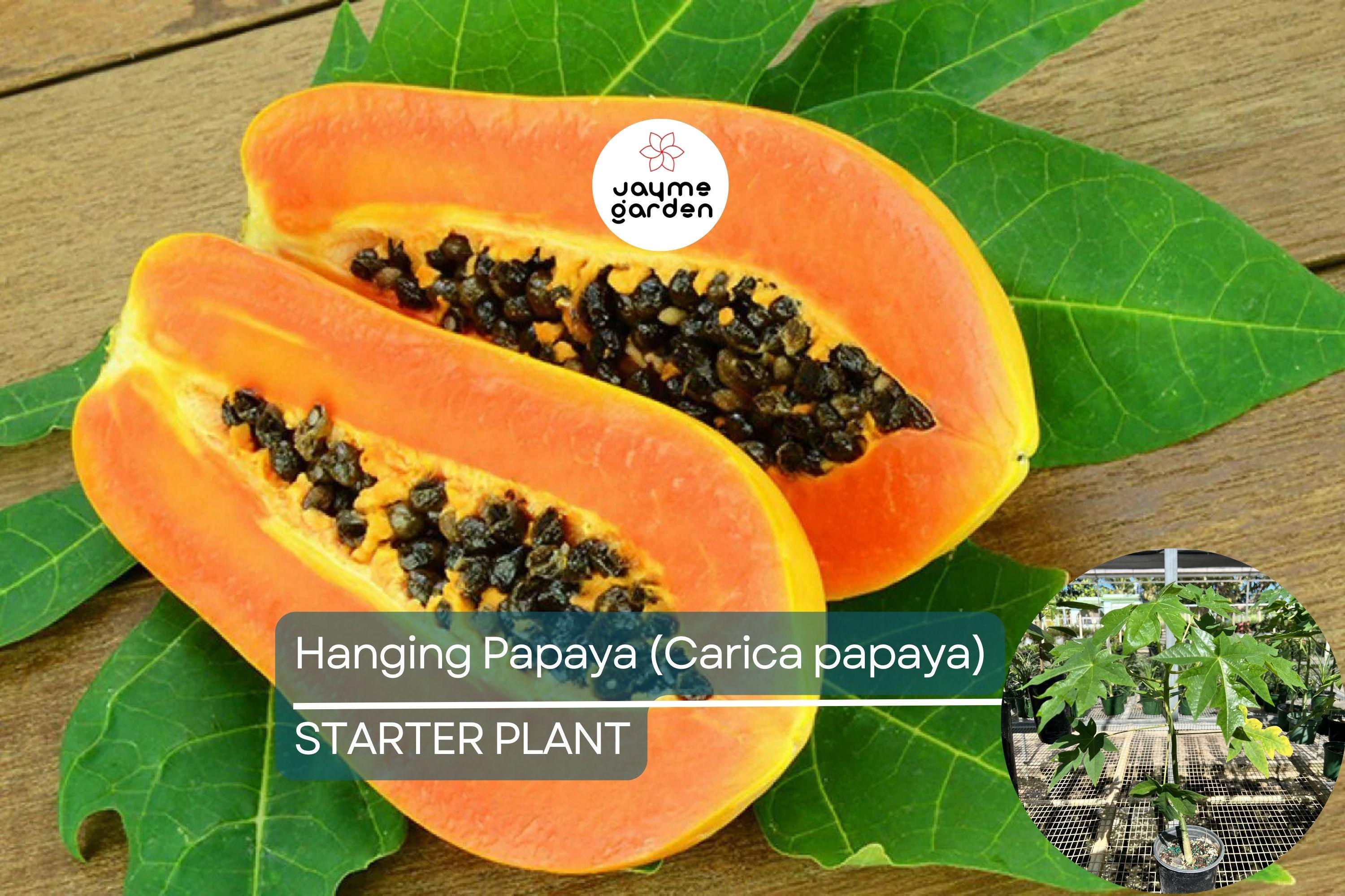 1 Hanging Papaya Tree (Carica papaya) Live Tropical Fruit Plant 1’-2’ | Sweet, Refreshing Papayas | Easy to Grow Starter Plant