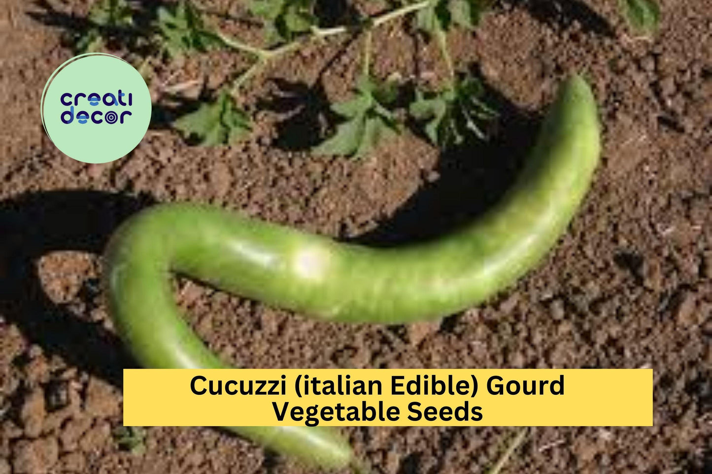 2pcs of 10 Seeds Cucuzzi Italian Edible Gourd – Long Light Green Squash for Cooking, Trellising, and Summer Gardens Seeds for Planting