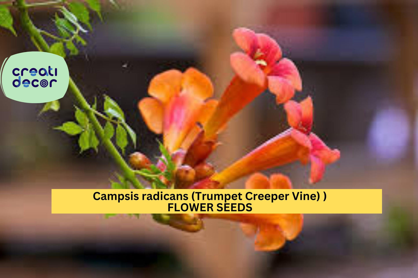 Campsis radicans Seeds Trumpet Creeper Vine 30 Count Climbing Flower Vine Seeds Ornamental Garden Trellis Plant