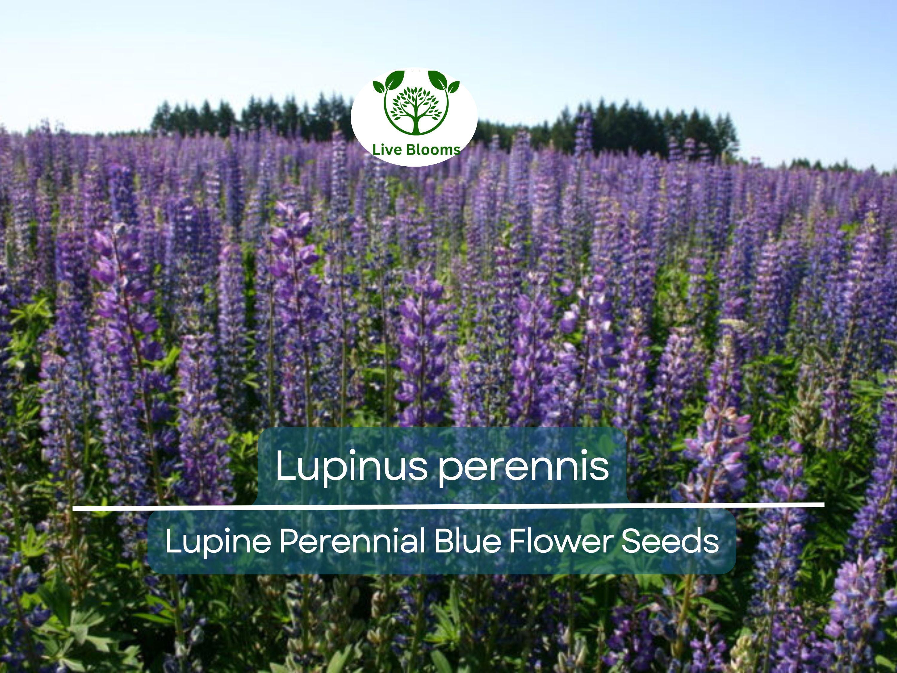 25 Seeds Lupine Perennial Blue for Planting – Lupinus perennis, Blue Flower, Hardy Plant, Easy to Grow, Attracts Pollinators, USDA Zones 3-9
