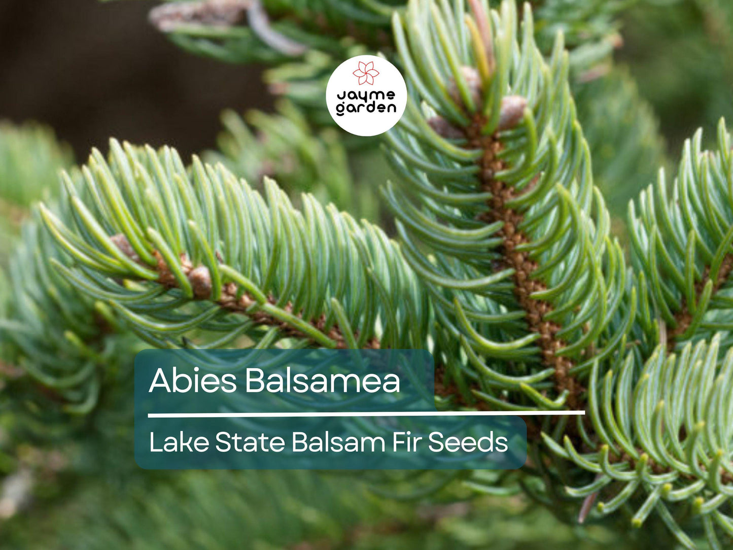 30 Seeds Abies Balsamea | Lake State Balsam Fir Seeds for Planting | Hardy Evergreen Tree | Fragrant Needles | Native Christmas Tree
