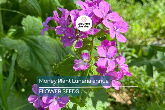 75 Money Plant Seeds (Lunaria annua) – Honesty Flower, Silver Dollar Plant, Easy to Grow, Unique Seedpods, Free Shipping!