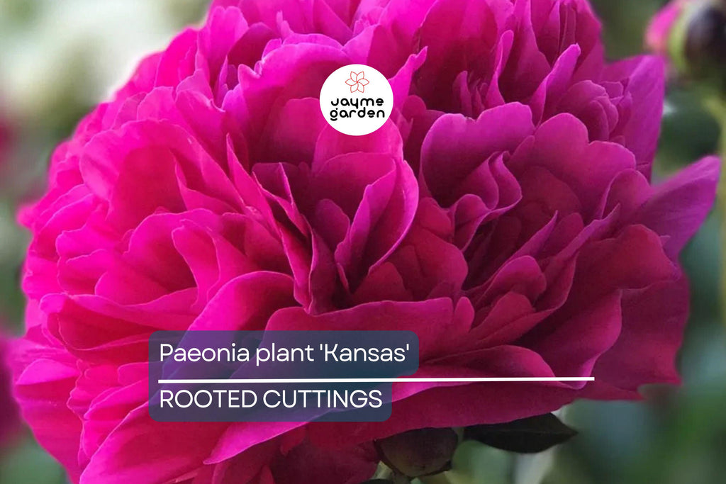 Peony 'Kansas' Bare Roots (3-5 Eyes) - Bright Red Double Blooms, APS Gold Medal Winner, 36" Stems, Easy to Grow