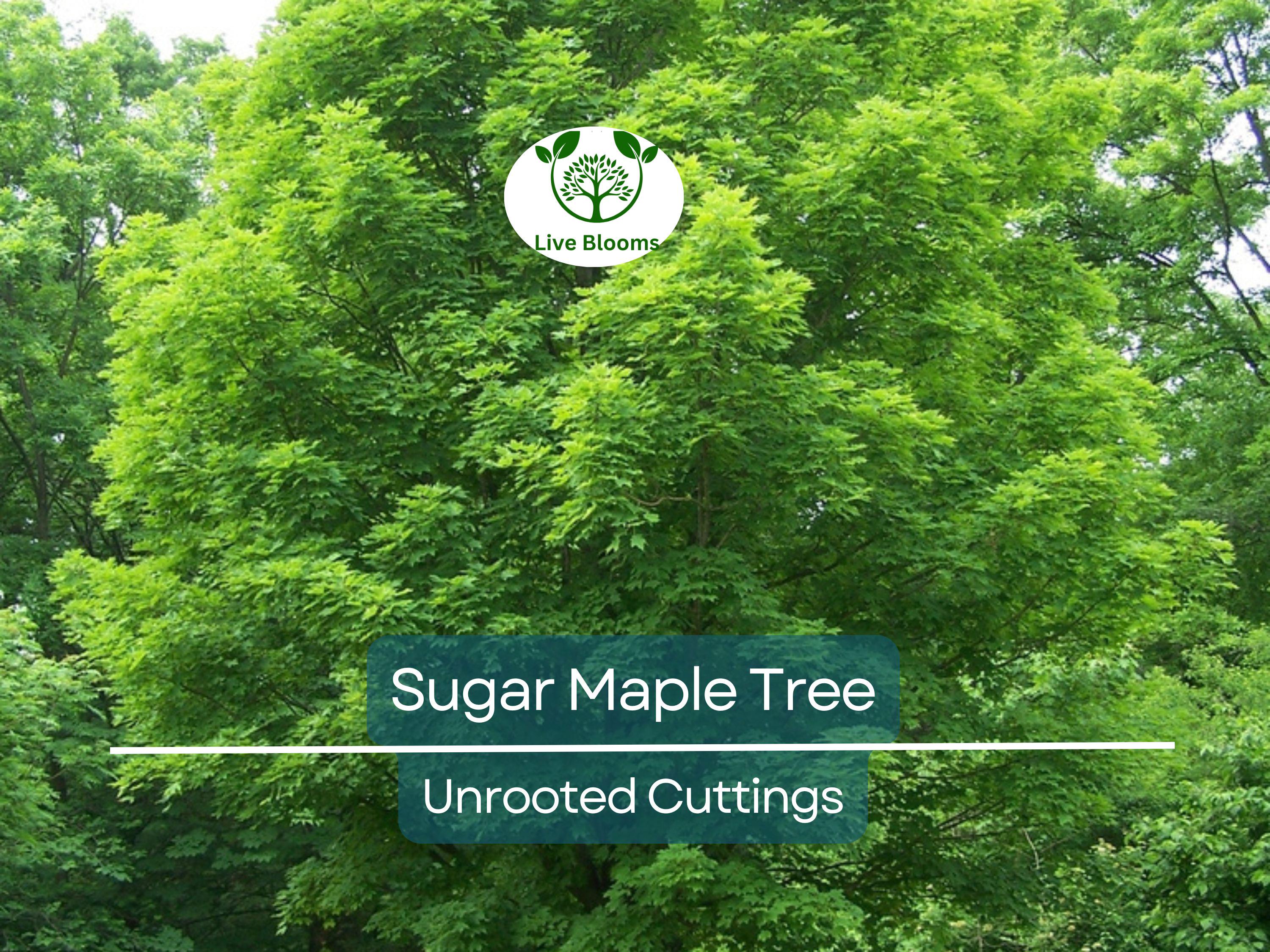 8 Fresh Cut Sugar Maple Tree Unrooted Cuttings - Acer saccharum, Sugar Maple Scions for Grafting, Tree Propagation, Hardy Tree Cuttings