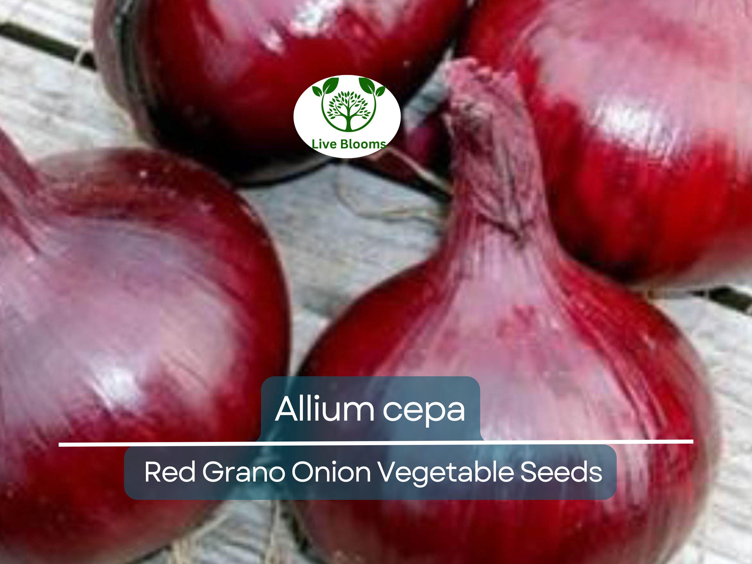 250 mg Seeds Onion Red Grano – Allium cepa | Heirloom Red Onion Seeds for Planting, Gardening & Flavorful Harvests