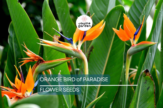 45 Orange Bird of Paradise Seeds (Strelitzia reginae) – Tropical Crane Flower Plant, 3-5 ft Tall, USDA Zones 9-11, Exotic Blooms