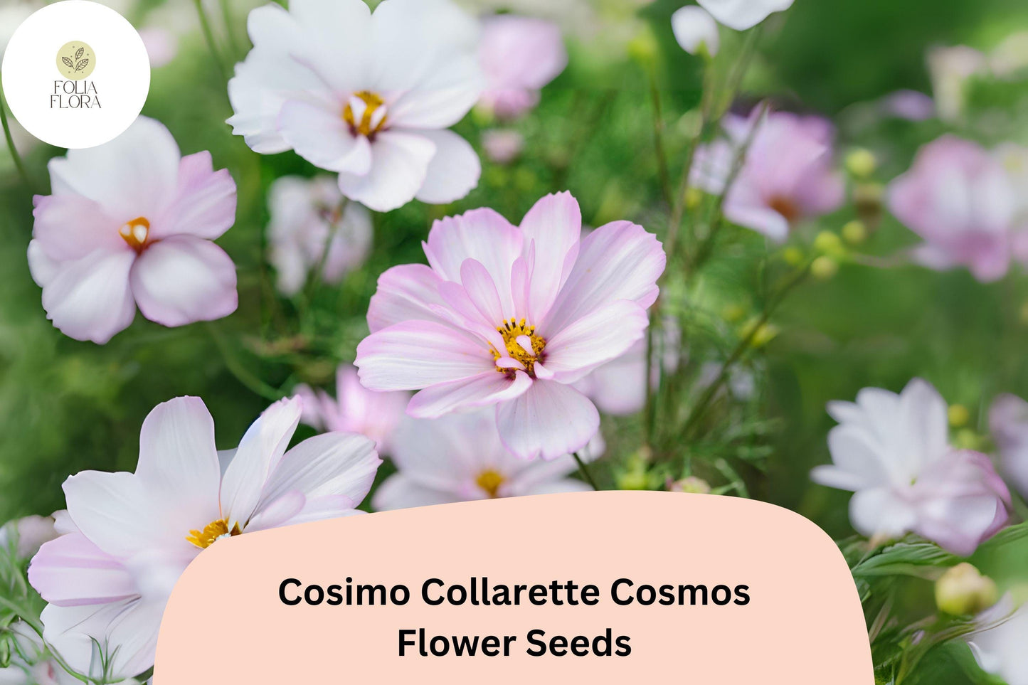 200+ Cosimo Collarette Cosmos Seeds | Cosmos Bipinnatus Unique Collarette Blooms Annual Flowers