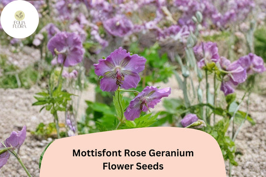 25+ Mottisfont Rose Geranium Seeds | Hardy Perennial | Pink Geranium Blooms for Garden Borders & Pollinator Gardens