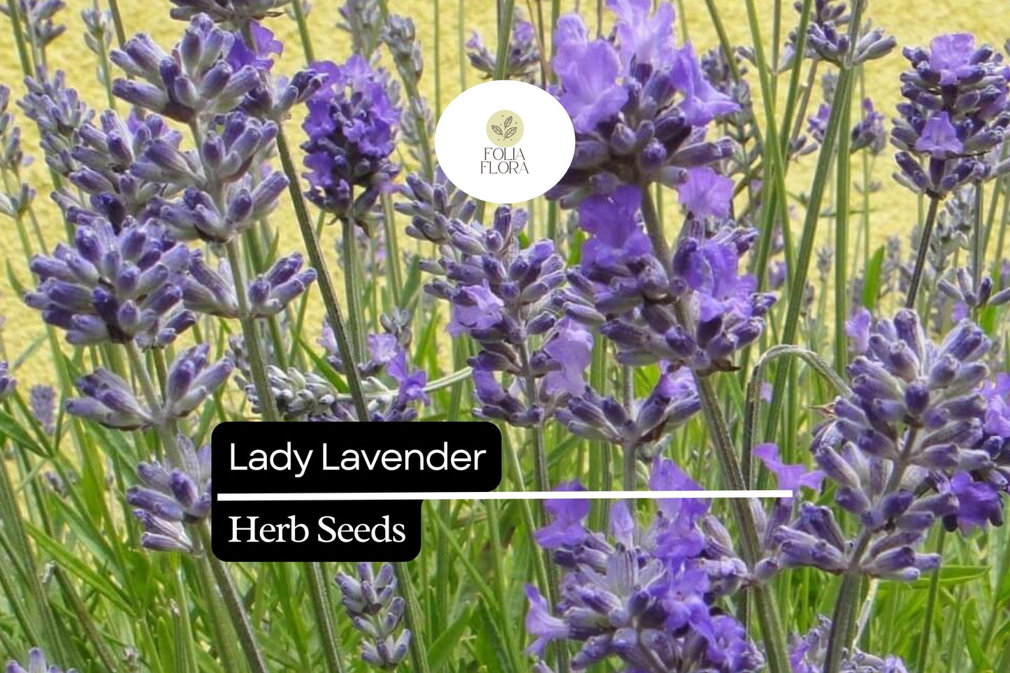 25 Seeds Lady Lavender, Lavandula angustifolia, Fragrant Perennial Herb for Gardens & Aromatherapy