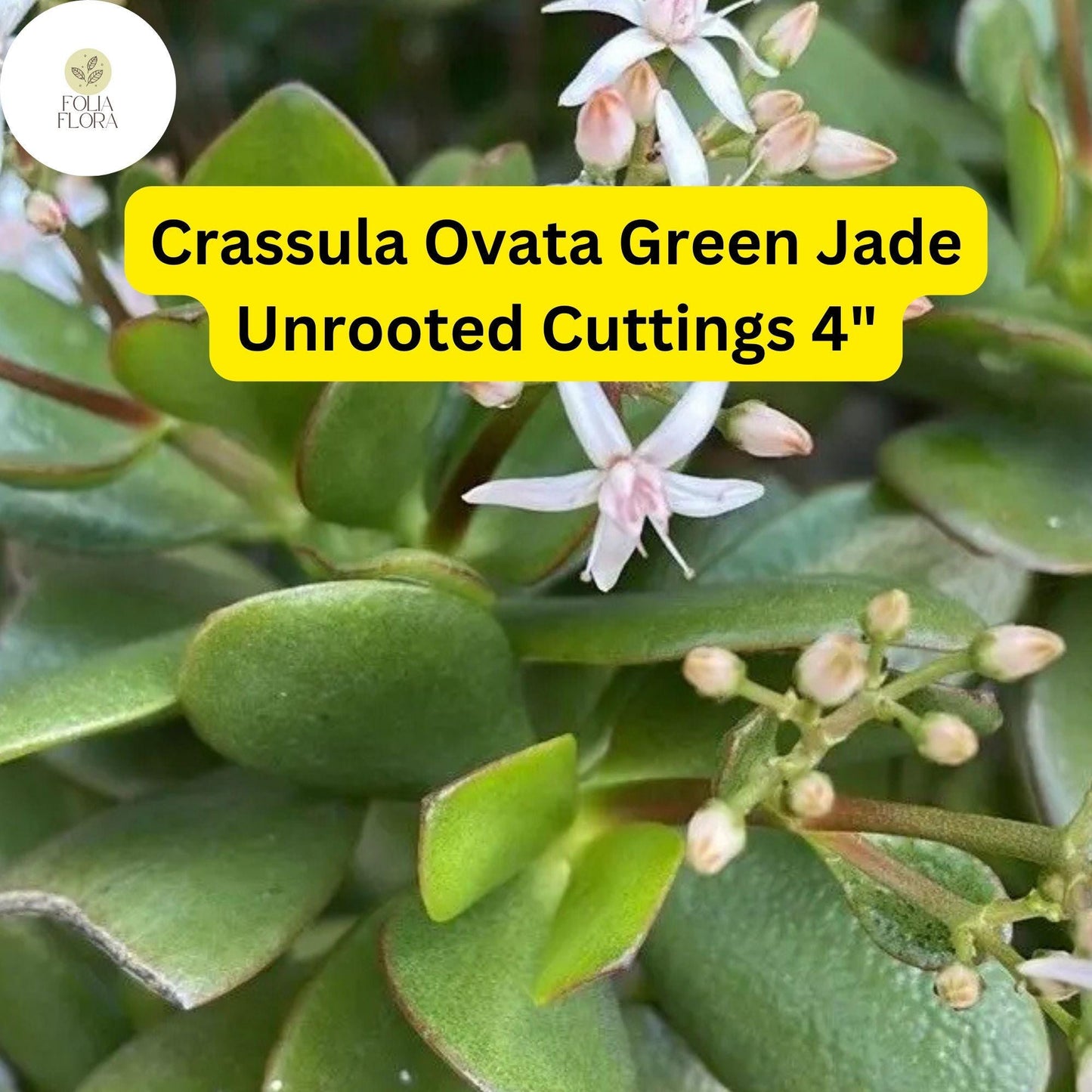 Crassula Ovata ‘Green Jade’ | 3 Unrooted 4” Cuttings | Money Tree, Easy-Care Succulent, Bonsai, Drought-Tolerant Houseplant