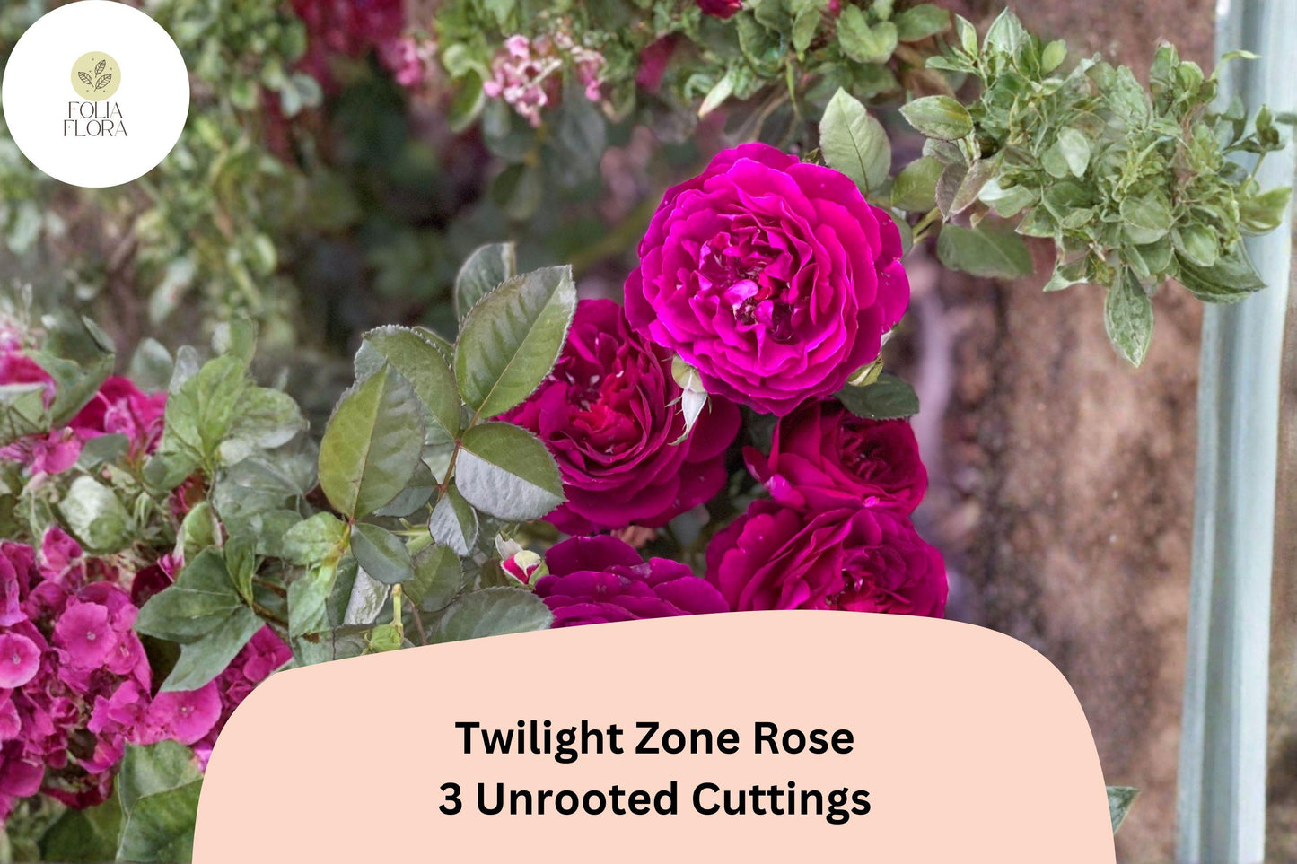 Twilight Zone Rose Cuttings – 3 Rare Purple Rose Cuttings for Rooting or Grafting