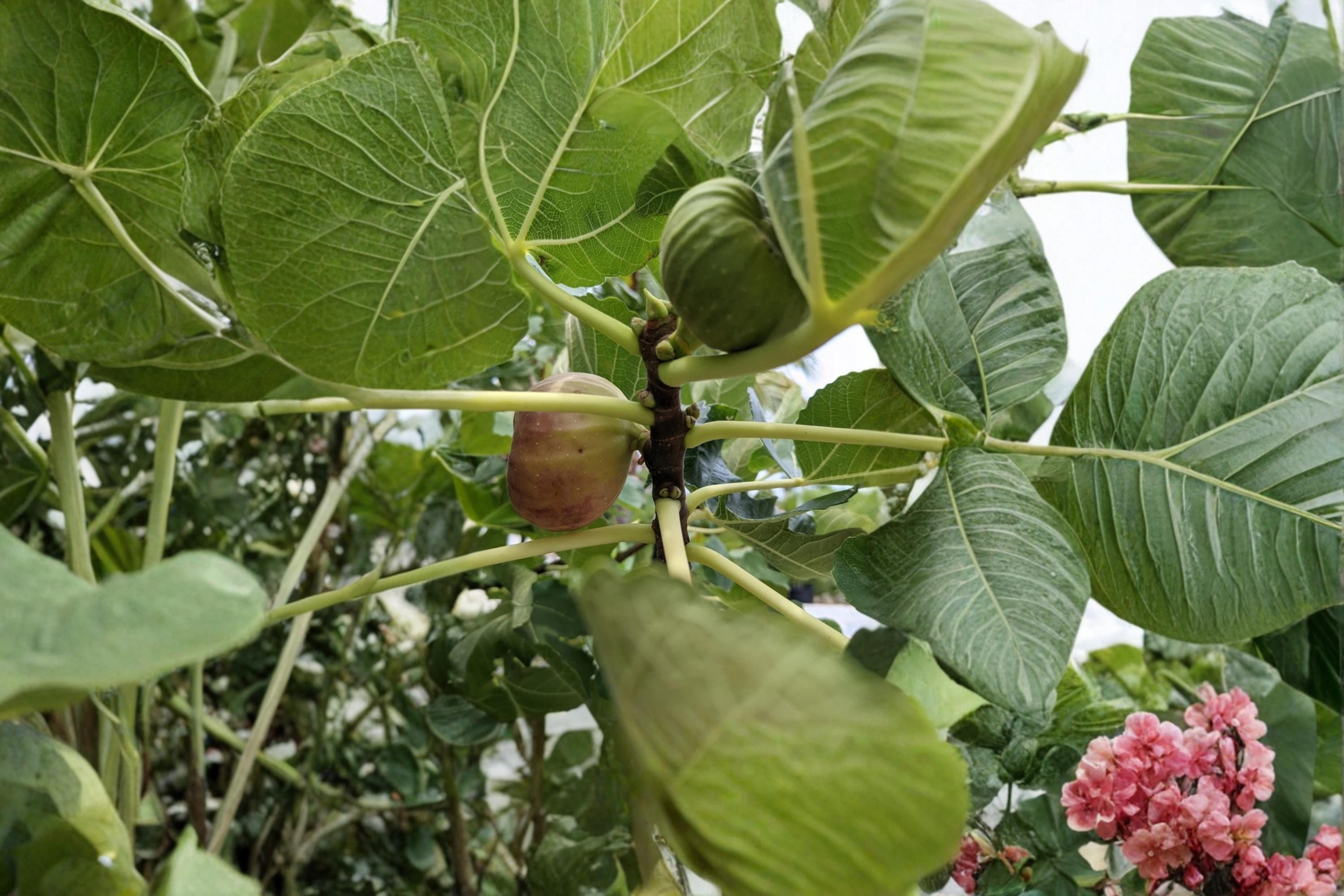 Pastiliere Fig 3 (Ficus carica) 6–8 Inch Dormant Fig Tree Cuttings