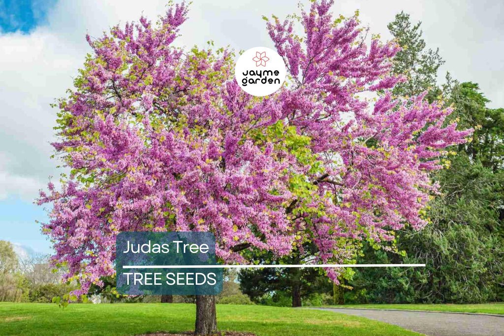 20 Judas Tree Seeds (Cercis siliquastrum) – Mediterranean Redbud, Fast-Growing & Hardy