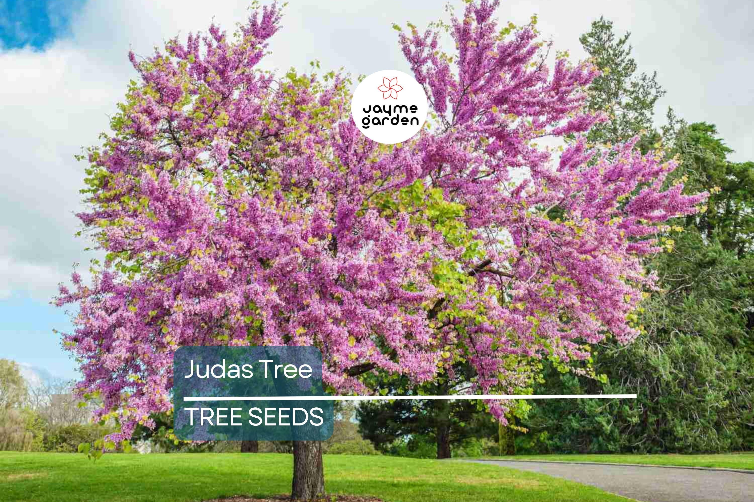 20 Judas Tree Seeds (Cercis siliquastrum) – Mediterranean Redbud, Fast-Growing & Hardy