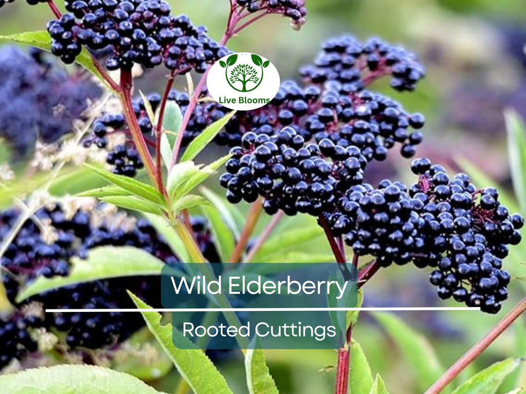 3 Rooted Cuttings Wild Elderberry (Sambucus nigra) – Fresh Elderberry Plants, Home Garden, Organic, Rare Elderberry Variety
