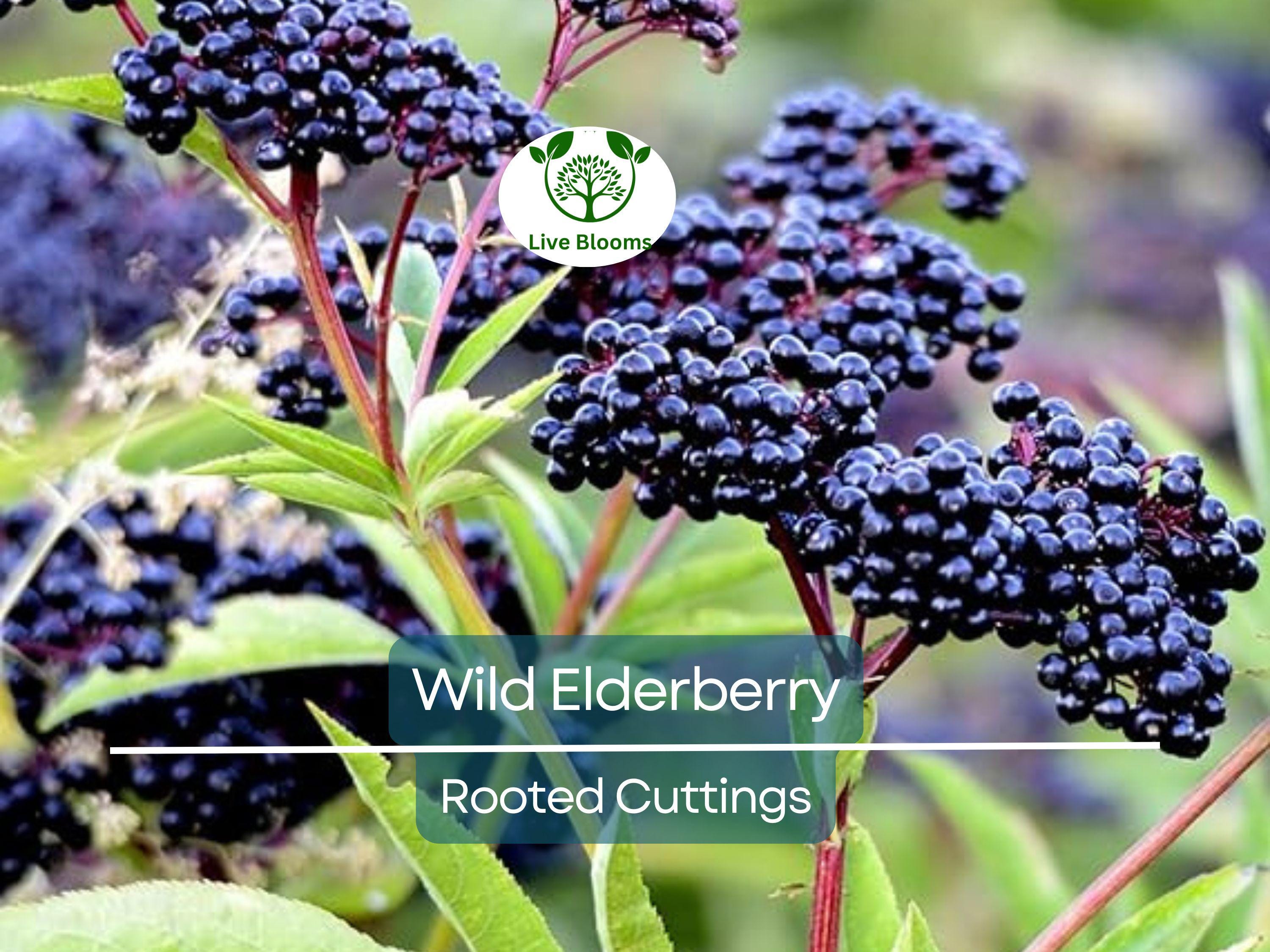 3 Rooted Cuttings Wild Elderberry (Sambucus nigra) – Fresh Elderberry Plants, Home Garden, Organic, Rare Elderberry Variety