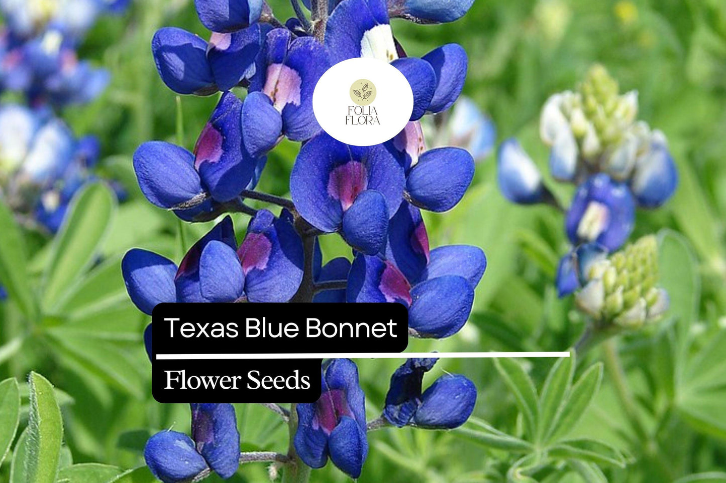 25+ Texas Bluebonnet Lupine Seeds | Lupinus texensis | Iconic Blue Wildflower Seeds for Garden Planting