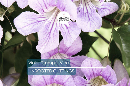 Organic Violet Trumpet Vine (Clytostoma callistegioides) Cuttings | Bright Purple Flowers | Air-Purifying | USA Grown
