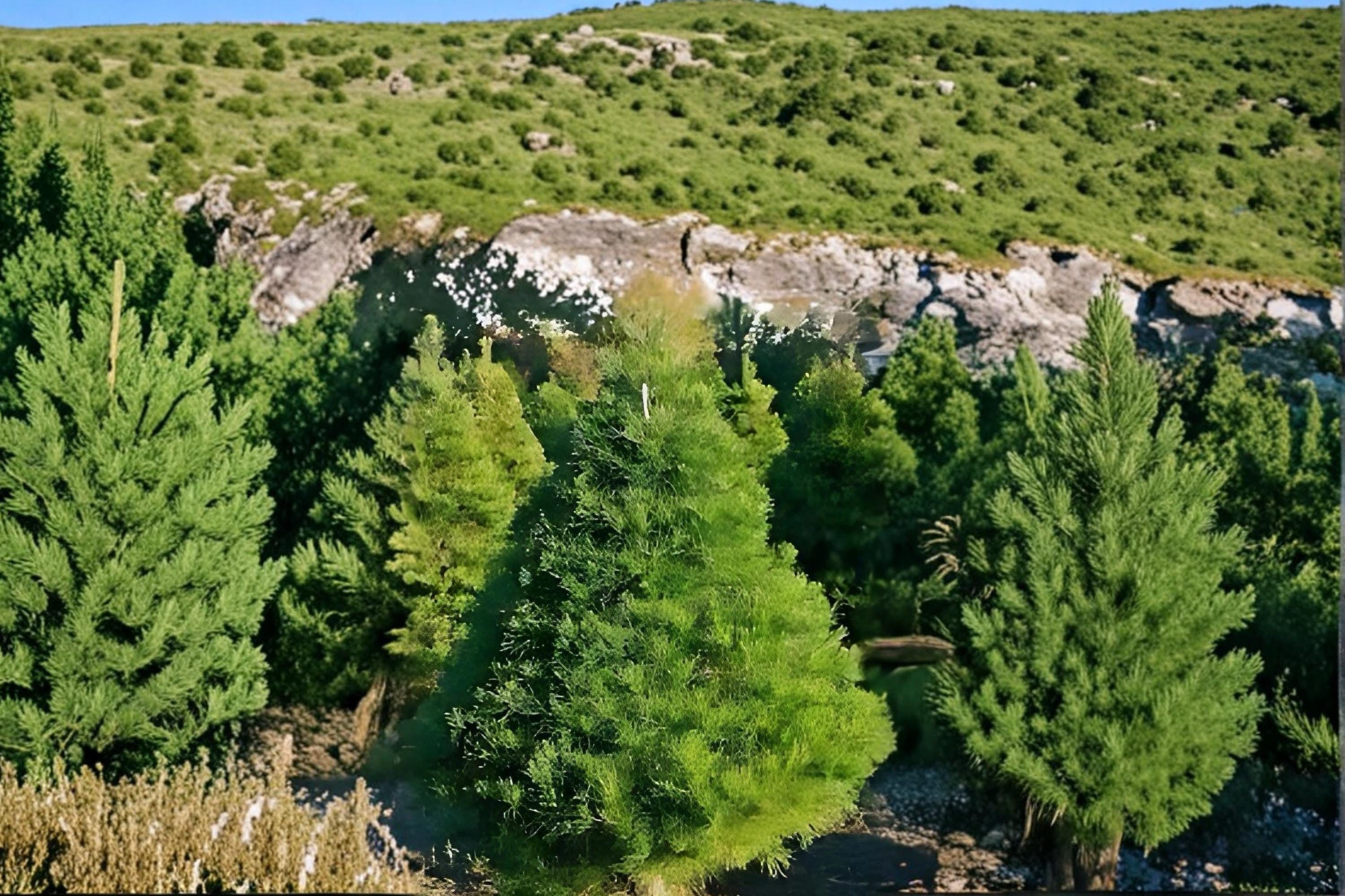 Virginia Pine 2 Live Plants 2ft Tall (Pinus virginiana) Evergreen Tree