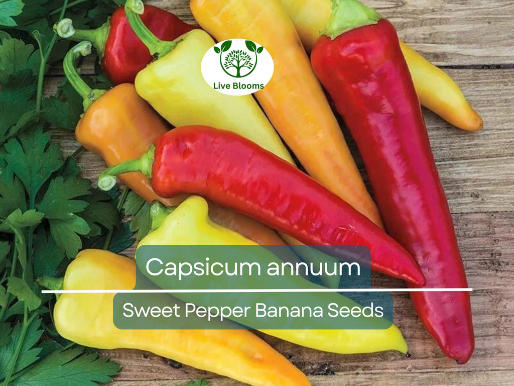 30 Seeds Sweet Pepper Banana (Capsicum annuum) – Mild, Fruity Banana Pepper for Planting, Ideal for Salads, Salsas & Pickling