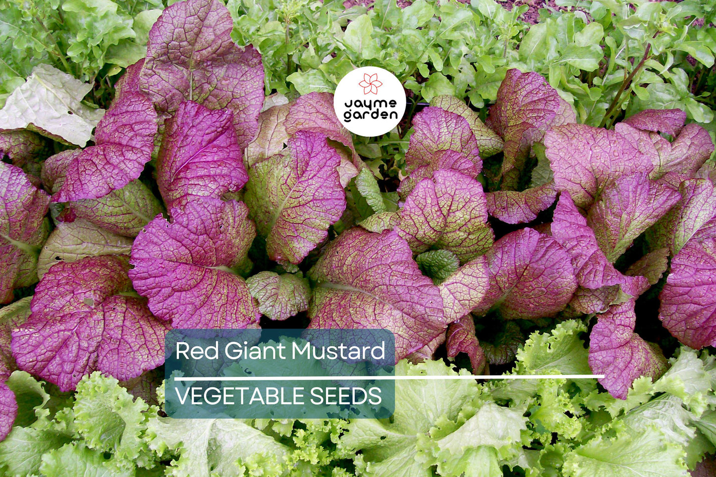1,500 Red Giant Mustard Seeds – Non-GMO Heirloom, Brassica juncea, Spicy Greens, Microgreens or Full Grown, Easy to Grow, USA Seller!